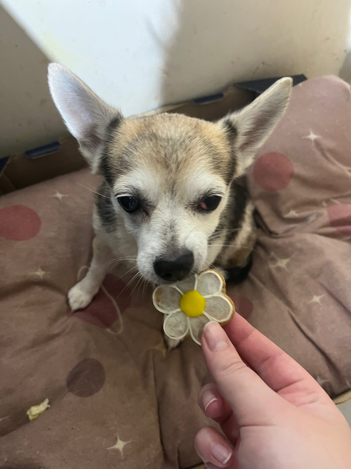 Flower Power Biscuits
