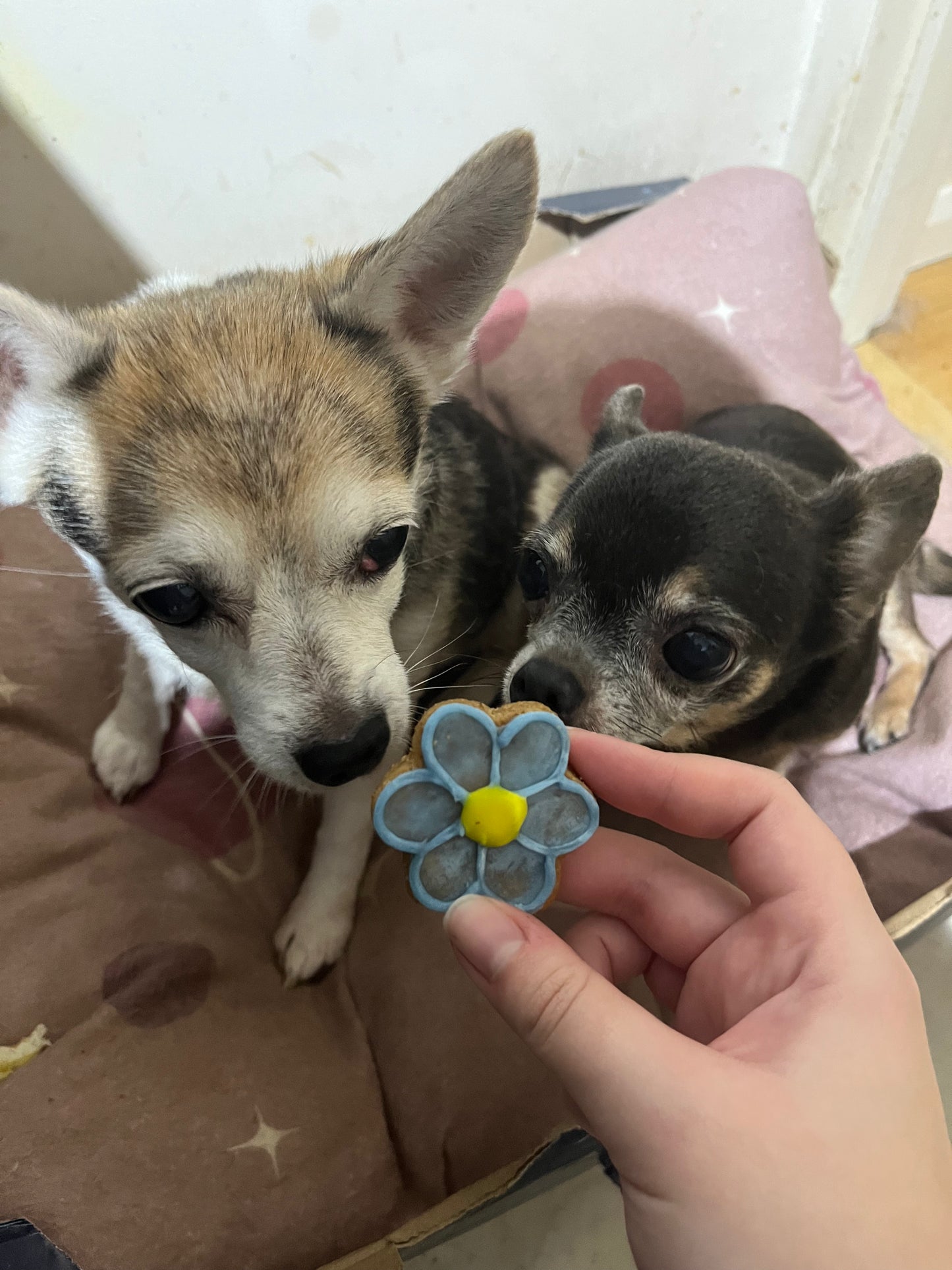 Flower Power Biscuits