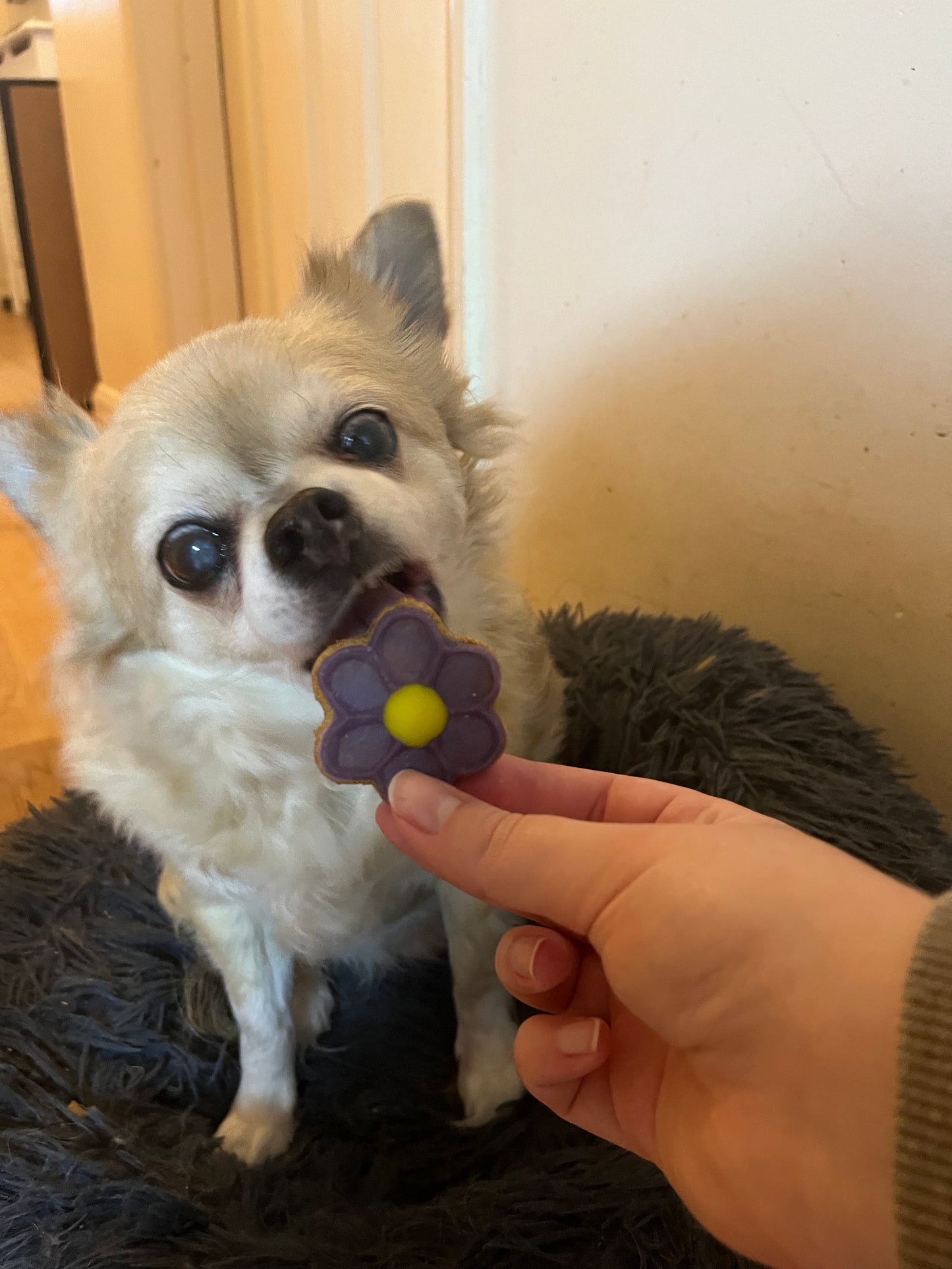 Flower Power Biscuits